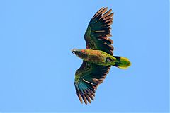 St. Lucia Amazon